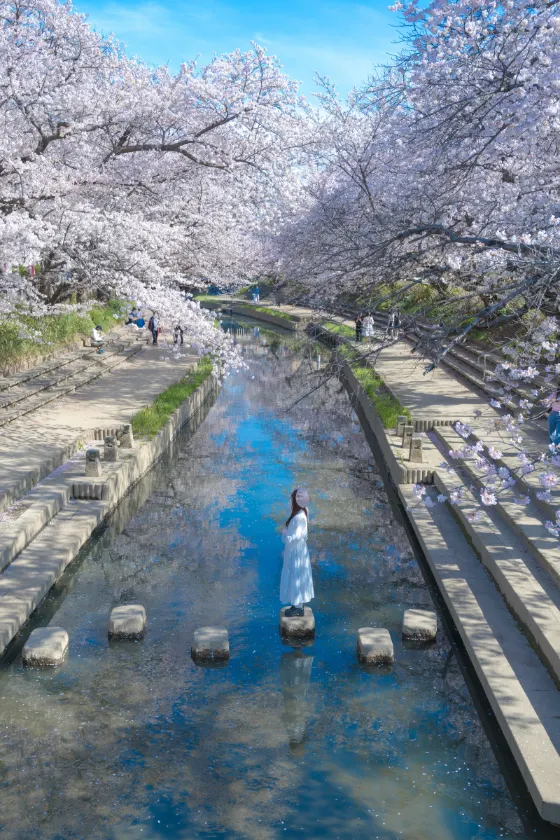 Motoara River Cherry Blossom Avenue, photo 4