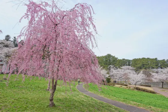 Ashino Park, photo 2