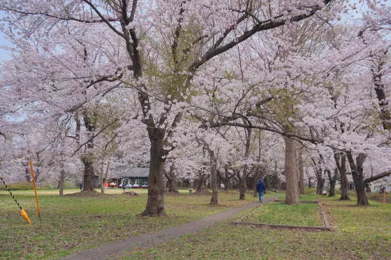 Ashino Park, photo 4