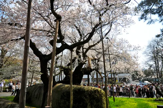 Ishiwarizakura, photo 2