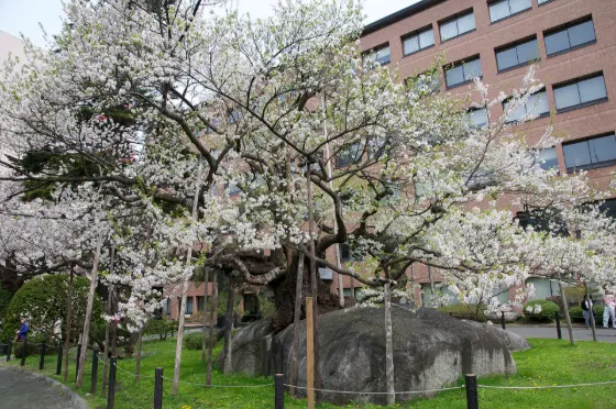Ishiwarizakura, photo 3