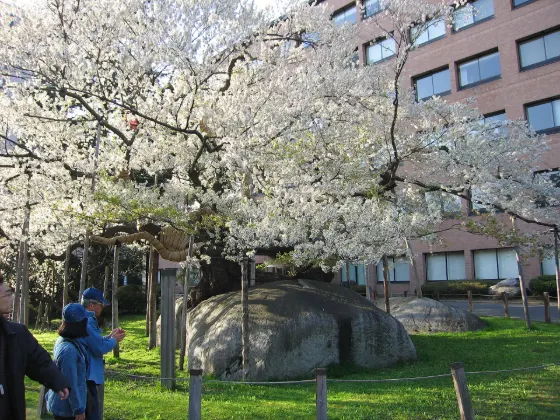 Ishiwarizakura, photo 4