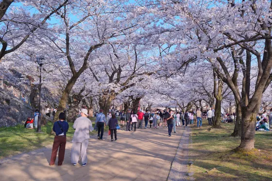 Morioka Castle Ruins Park, photo 2
