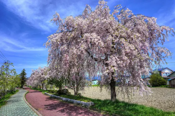 Nicchu Line Weeping Cherries, photo 2