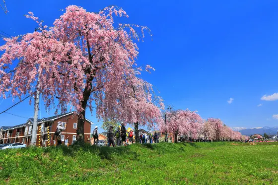 Nicchu Line Weeping Cherries, photo 3