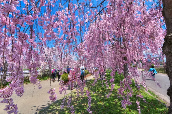Nicchu Line Weeping Cherries, photo 4