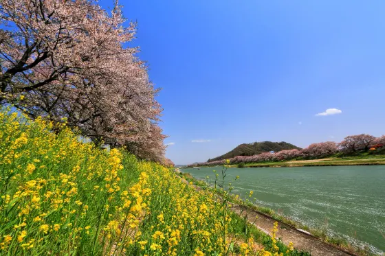 Shiroishi River Hitome Senbonzakura, photo 2