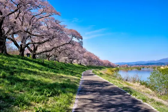 Shiroishi River Hitome Senbonzakura, photo 3