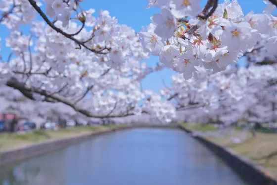 Tsuruoka Park, photo 2