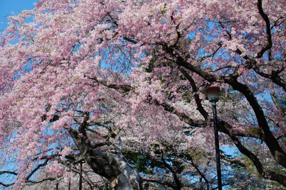 Tsutsujigaoka Park, photo 2