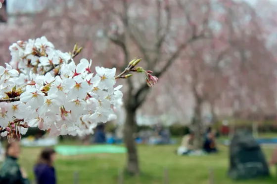 Tsutsujigaoka Park, photo 3