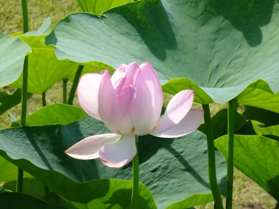 Chiba Park (Oga Lotus), photo 2