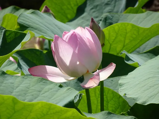 Chiba Park (Oga Lotus), photo 3
