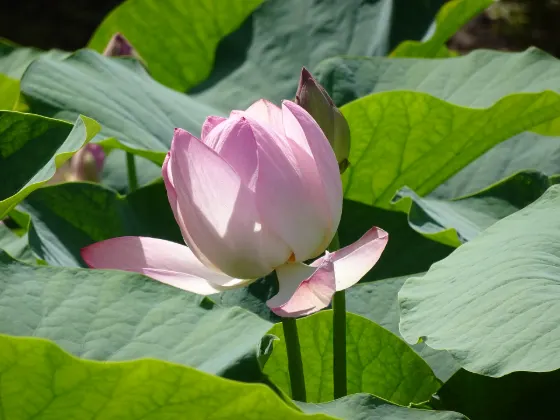 Chiba Park (Oga Lotus), photo 4