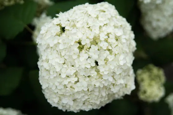Hakusan Shrine (Bunkyo), photo 4