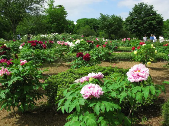 Higashimatsuyama Peony Garden, photo 2