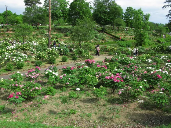 Higashimatsuyama Peony Garden, photo 3