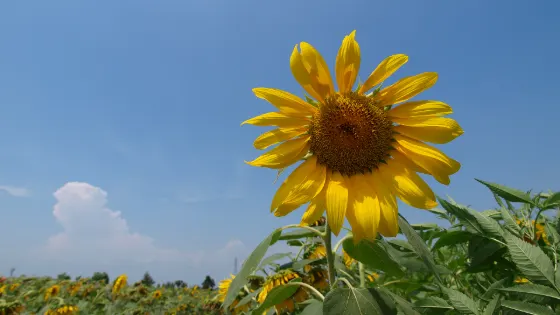 Himawari-no-Oka Park (Ono), photo 2