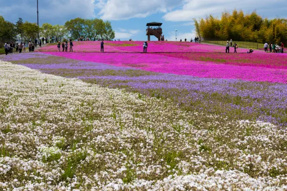 Ichikai Shibazakura Park, photo 2