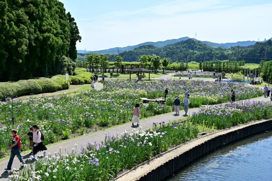 Kamo Iris Garden (Kakegawa), photo 3