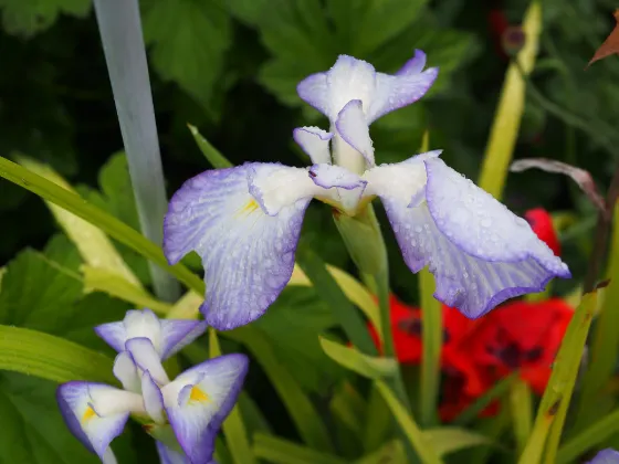 Kamo Iris Garden (Kakegawa), photo 4