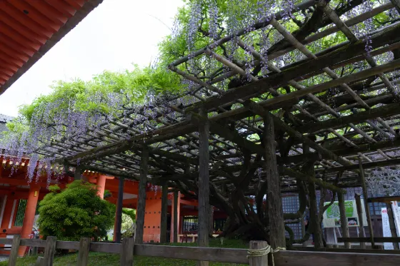 Kasuga Taisha Shrine, photo 2