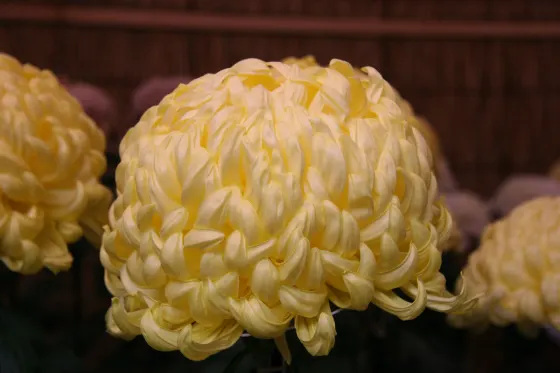 Meiji Jingu Chrysanthemum Show, photo 2