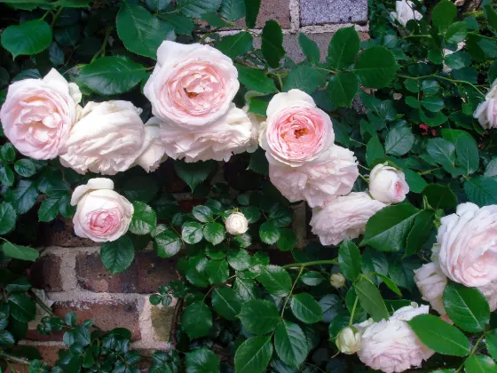 Nakanoshima Park Rose Garden, photo 2