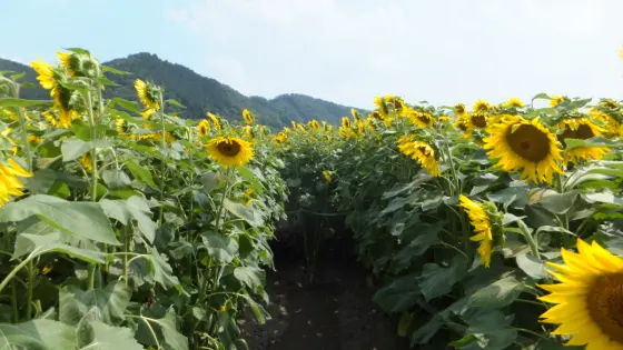 Nanko Sunflower Fields (Sayo), photo 2