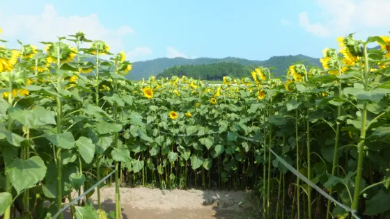 Nanko Sunflower Fields (Sayo), photo 3