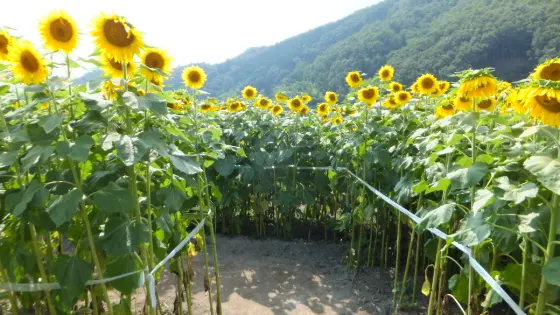 Nanko Sunflower Fields (Sayo), photo 4