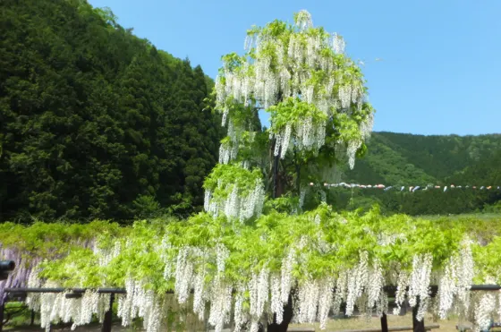 Shirai Omachi Wisteria Park, photo 2
