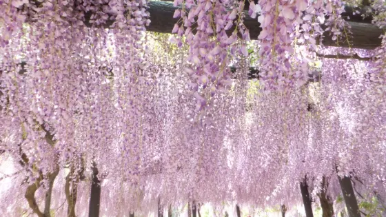 Shirai Omachi Wisteria Park, photo 3