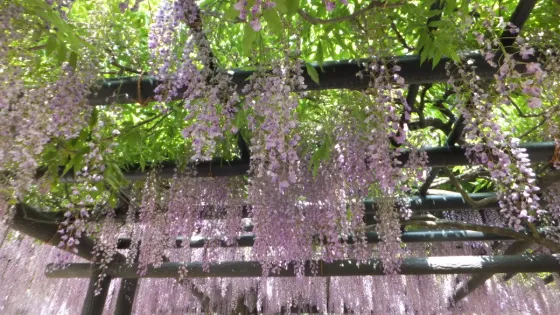 Shirai Omachi Wisteria Park, photo 4