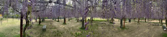 Wake Wisteria Park, photo 2