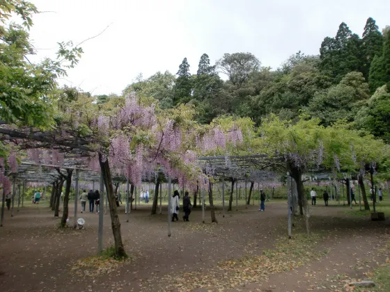 Wake Wisteria Park, photo 3
