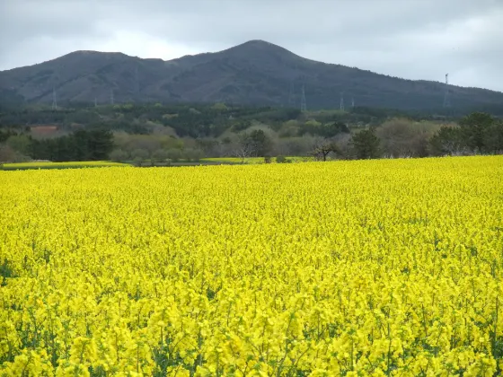 Yokohama Town Rapeseed Fields (Aomori), photo 2