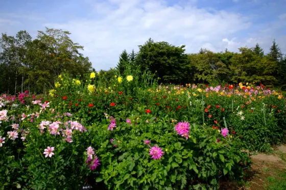 Yurigahara Park, photo 3