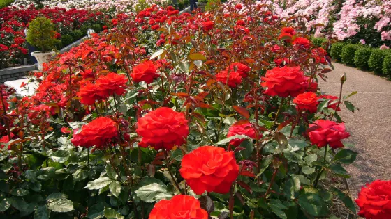Aramaki Rose Park, photo 2