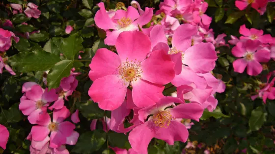 Aramaki Rose Park, photo 3