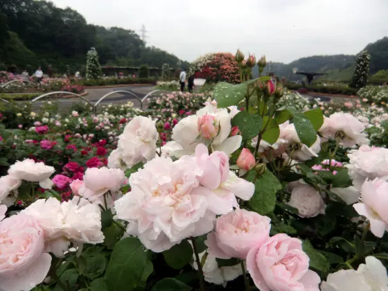Gifu World Rose Garden, photo 2