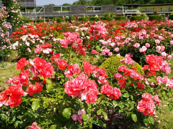 Gifu World Rose Garden, photo 3