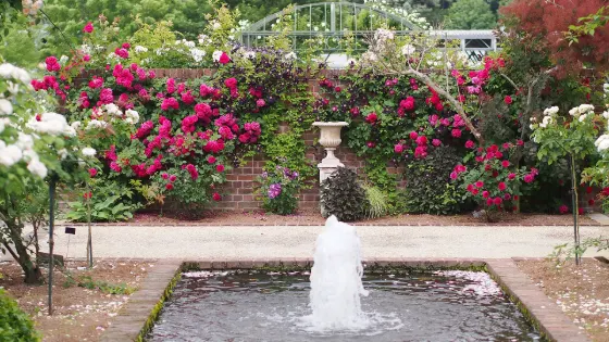Gifu World Rose Garden, photo 4