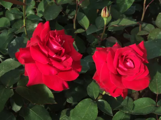 Hamadera Park Rose Garden, photo 2
