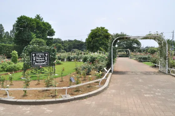 Ina Town Memorial Park Rose Garden, photo 2
