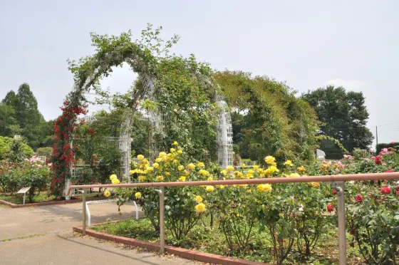 Ina Town Memorial Park Rose Garden, photo 3