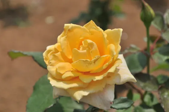 Ina Town Memorial Park Rose Garden, photo 4