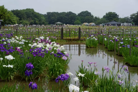 Kitayama Park Iris Garden, photo 2