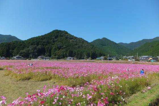 Kiyozumi Cosmos Garden, photo 2
