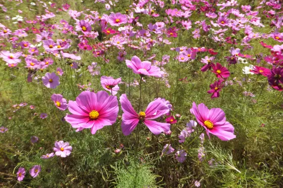 Kiyozumi Cosmos Garden, photo 3